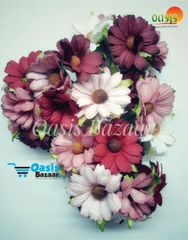 Daisy Sun Flowers Peach Pink in Color. Daisy Sun Flowers Peach Pink in Color.