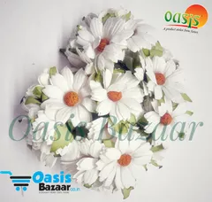 Daisy Sun Flowers White in Color. Daisy Sun Flowers White in Color.