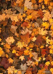 Decoupage Design Leaves 04 Decoupage Design Leaves 04