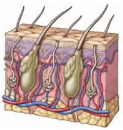 Module 6 : Pressure Ulcers : A Guide To Prevention Module 6 : Pressure Ulcers : A Guide To Prevention