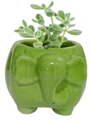 Ceramic Cute Elephant Planter: Indoor Outdoor Flower Pot Table Decor, Mini (12549)