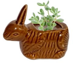 Ceramic Cute Bunny Rabbit Planter: Indoor Outdoor Flower Pot Table Decor, Mini (12550)