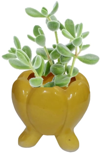 Ceramic Yellow Planter Bowl: Indoor Outdoor Table Flower Pot (12554)