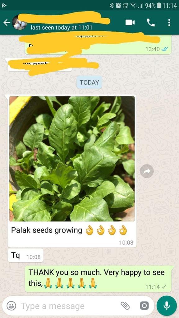 Palak seeds growing... Thank you. -Reviewed on 16-Mar-2019