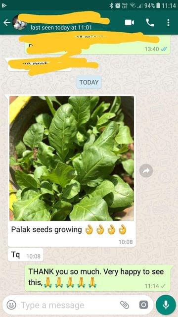 Palak seeds growing... Thank you. -Reviewed on 16-Mar-2019