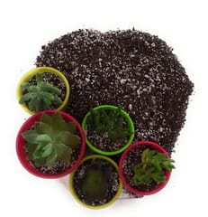 ARTium- Succulent  Soil  Mix