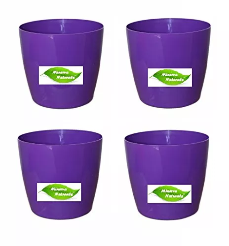 6'' table top pot ( Purple color) PACK OF 4 - Minerva Naturals