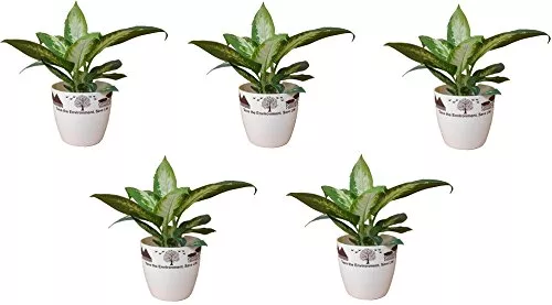 Table top planter 5 inches printed ( Pack of 5 ) - Minerva Naturals