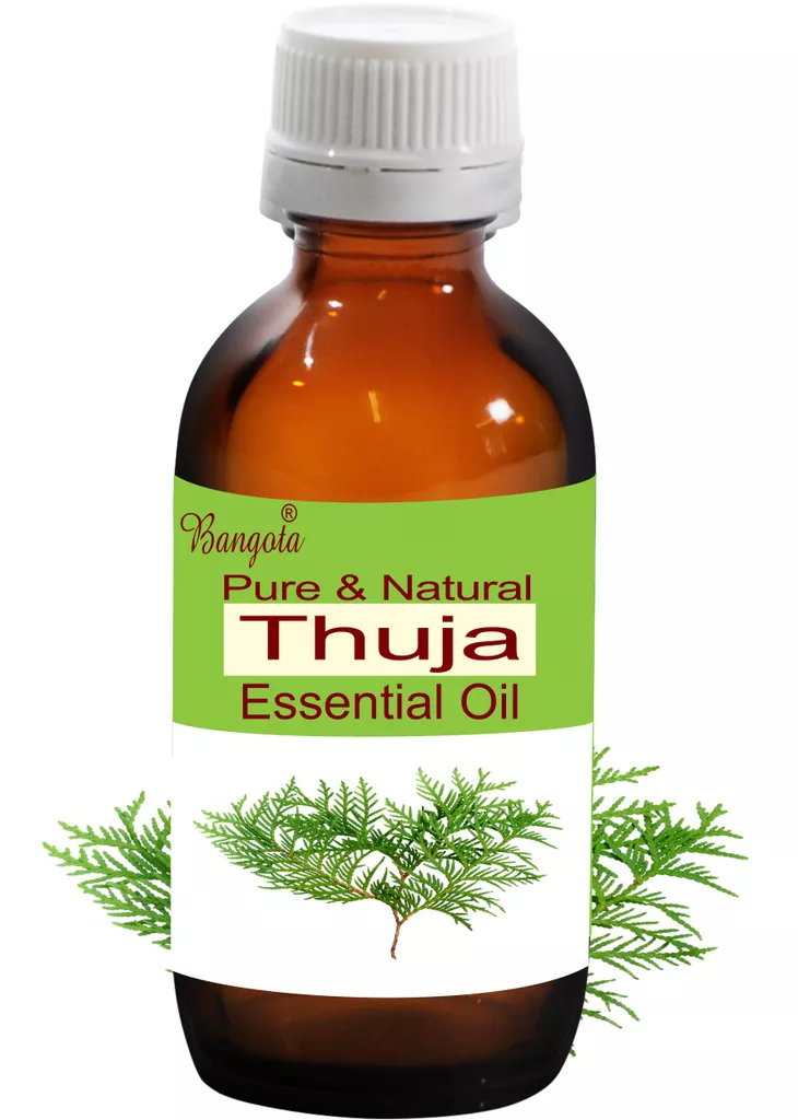 Thuja Oil - Pure & Natural Essential Oil