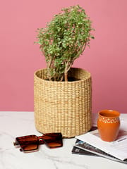 HabereIndia - Straw Planter Cum Storage Basket (Beige Color)