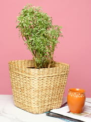 Organic Straw/dry grass/Seagrass/Kouna Grass indoor planters online from Habere India/ Designer indoor plant pot/ baskets for storing indoor plants on shelves