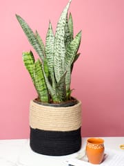 Natural & Black jute and rope plant holders online from Habere India/ Buy Rope planters used as rope plant basket and rope flower pots