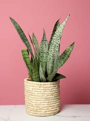 Trendy palm leaf fiber planters online from Habere India/ Indoor house Planters online for storing indoor plants on shelves