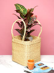 HabereIndia - Eco Friendly planters | Fruit and Vegetable Basket Planters (Dry Grass)