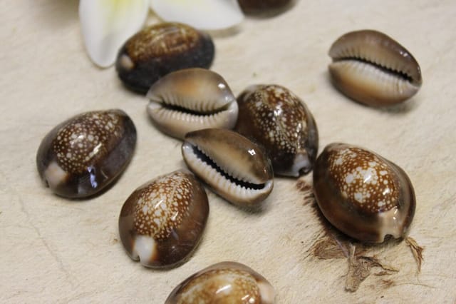 10 Pcs, 25-32mm Cowrie Shell Beads Brown Assorted Size Without Hole