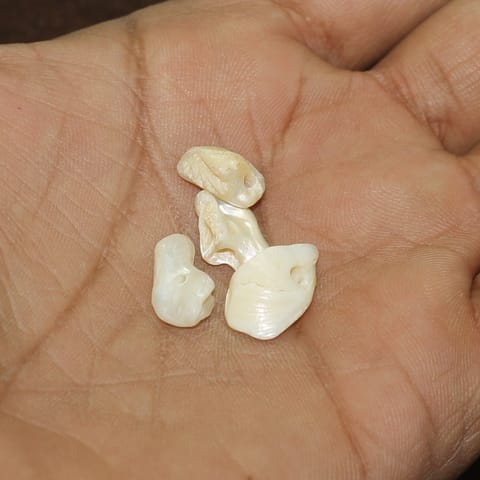 100 Pcs, 10-15mm Uncut Sea Shell  Beads White