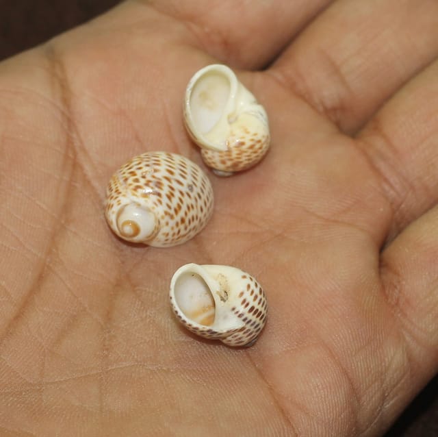 20 Pcs, 15-20mm Sea Shell Beads Without Hole Brown