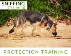 Protection Training  Sniffing Training