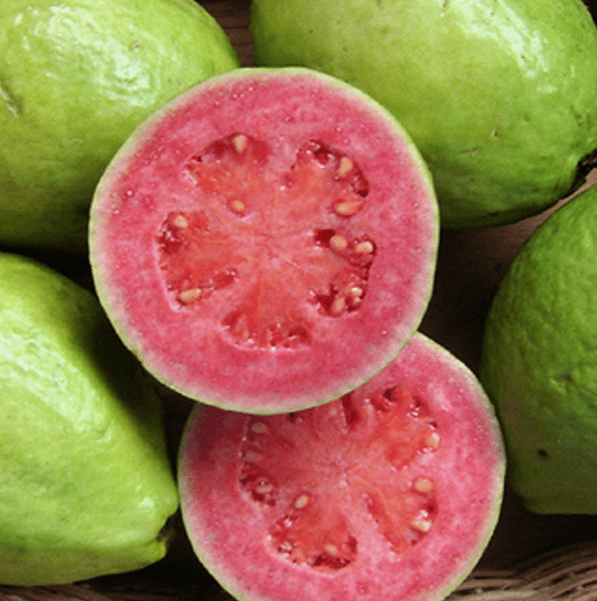 DRY EXTRACT OF GUAVA 1KG