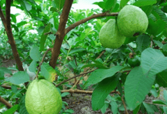 DRY EXTRACT OF GUAVA 1KG