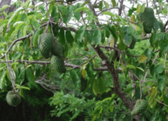 DRY EXTRACT OF SOURSOP 1KG