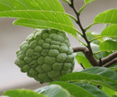 DRY EXTRACT OF SOURSOP 1KG