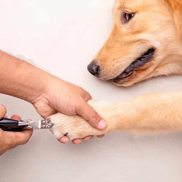 Nail cutting for mid size dogs