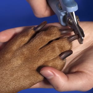 Nail cutting for big size dogs
