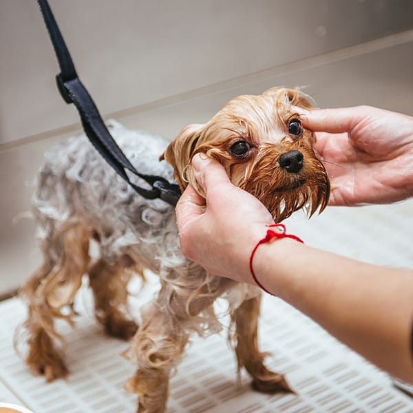 Medical shower for small size dogs