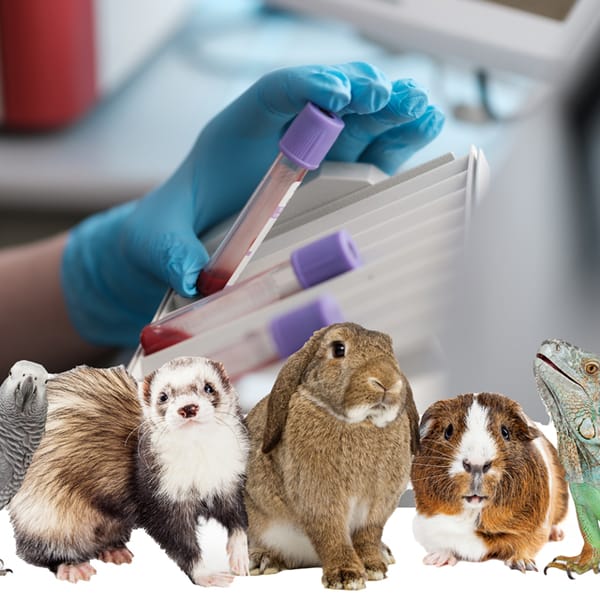 CBC blood test for small pets