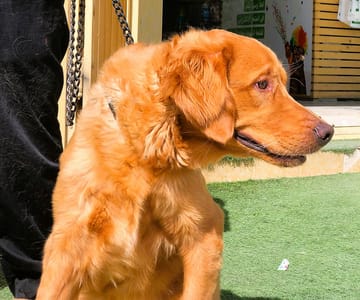 Golden Retriever Dog (Male)