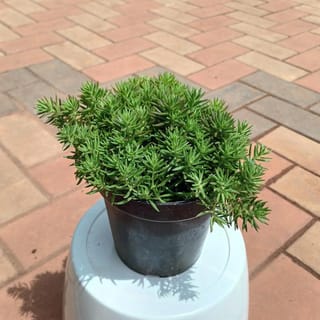 Sedum Green Succulent in 5 Inch Plastic Pot