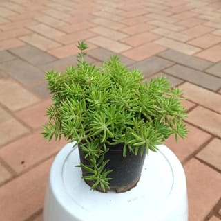 Sedum Yellow Succulent in 5 Inch Plastic Pot